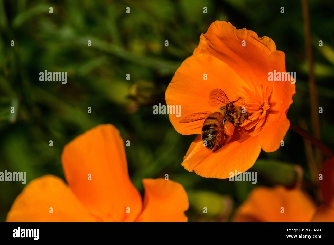 Abeille collectant le pollen du pavot californien en été Banque D'Images