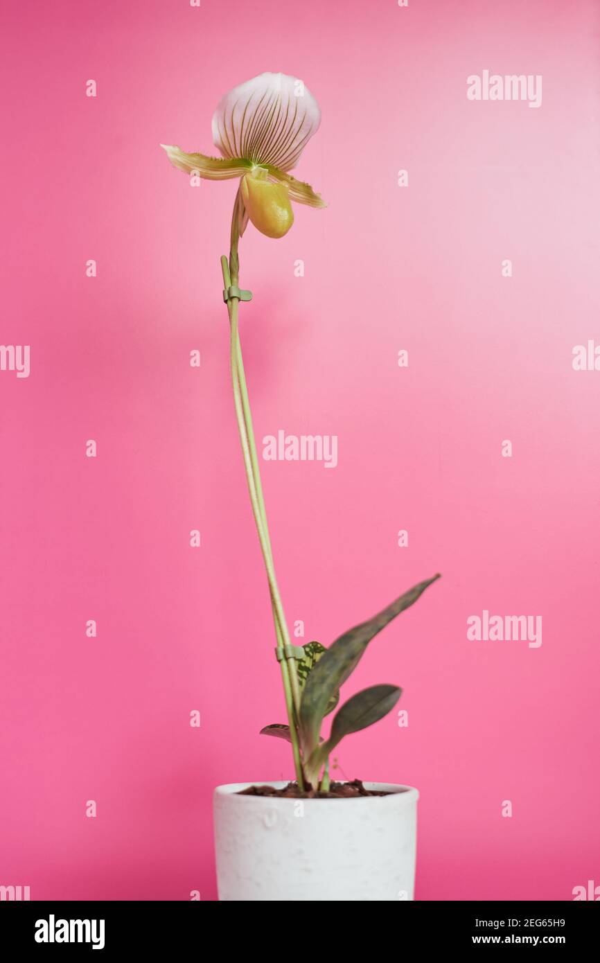 Paphiopedilum Maudiae Femma en pot avec une fleur blanche et un fond rose. Banque D'Images