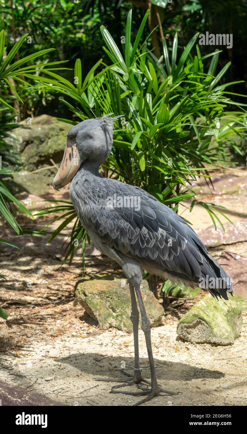 The Shoebill, Balaeniceps rex ou Shoe-Blek Stork. L'oiseau majestueux des zones humides et un excellent pêcheur est dans un environnement vert typique. Banque D'Images