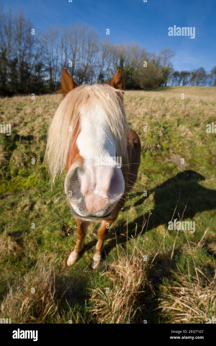 Un adorable poney avec ses yeux couverts par sa longue vie dans un champ près de Bampton dans l'exe Valley, Devon, Angleterre. Banque D'Images