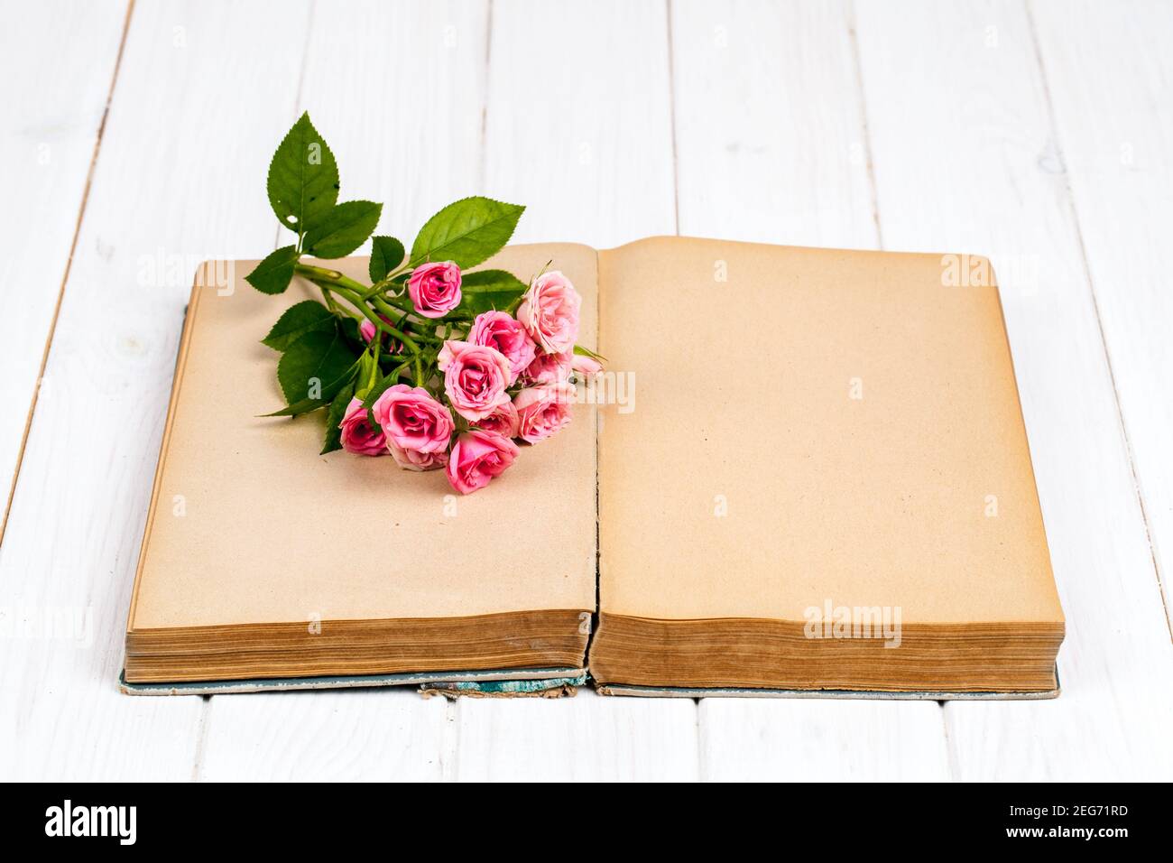 Roses sur un vieux livre sur fond de bois blanc. Fleurs Banque D'Images