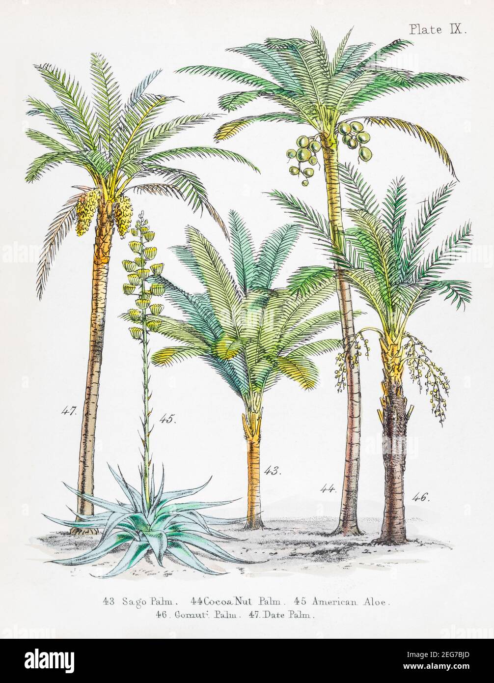 Illustration botanique victorienne peinte à la main de la paume de sagou, de la paume de noix de cacao (Cocos nucifera), de l'aloès américain, des Gomuti et des palmiers Date. Banque D'Images