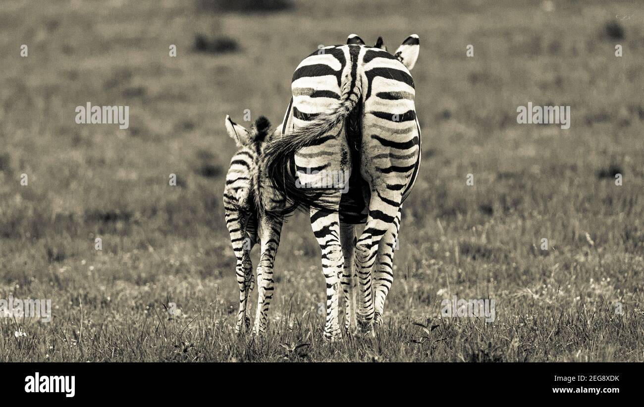 Maman Et Bebe Zebre Banque D Image Et Photos Alamy