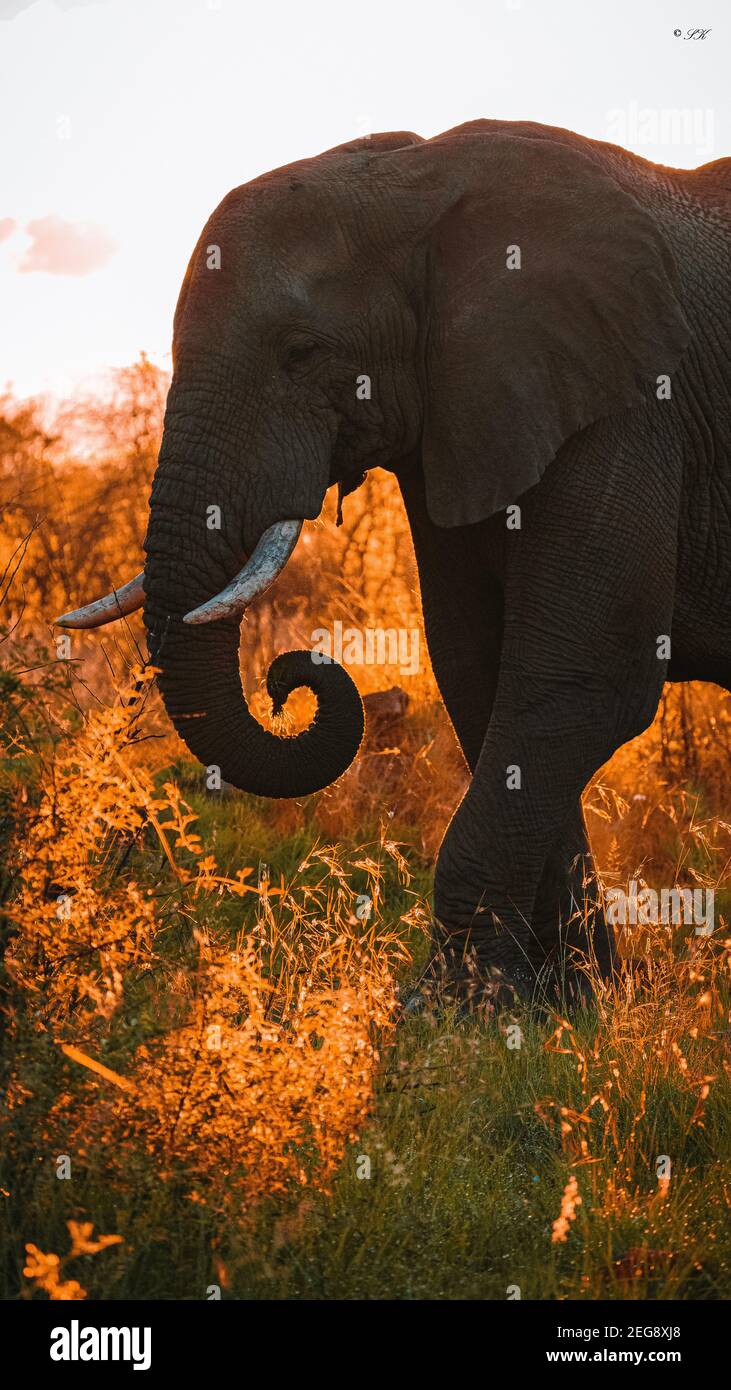 Éléphant en lumière dorée Banque D'Images
