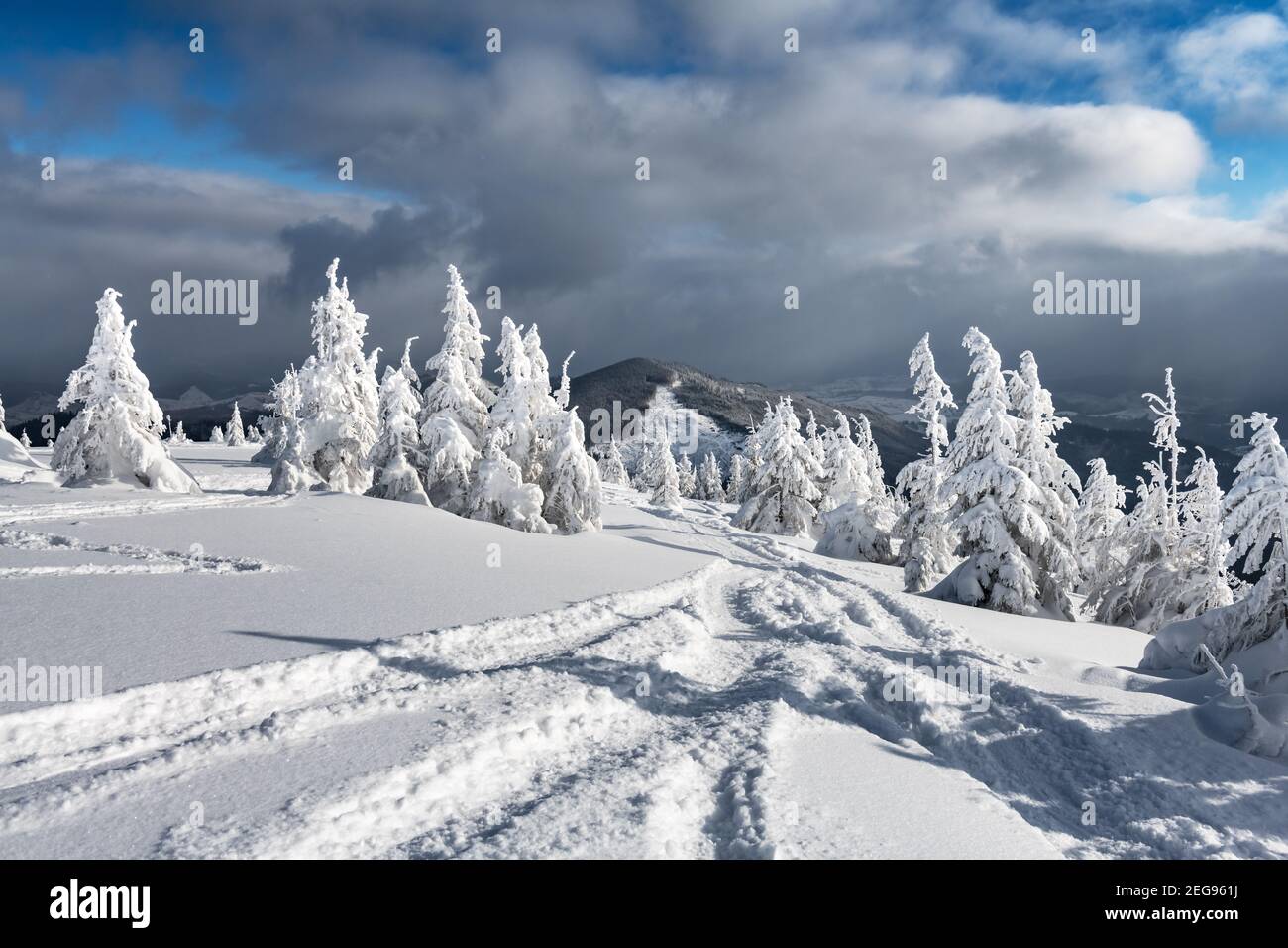 Paysage fantastique avec des arbres enneigés et des pistes de ski de freeriders montagnes d'hiver Banque D'Images