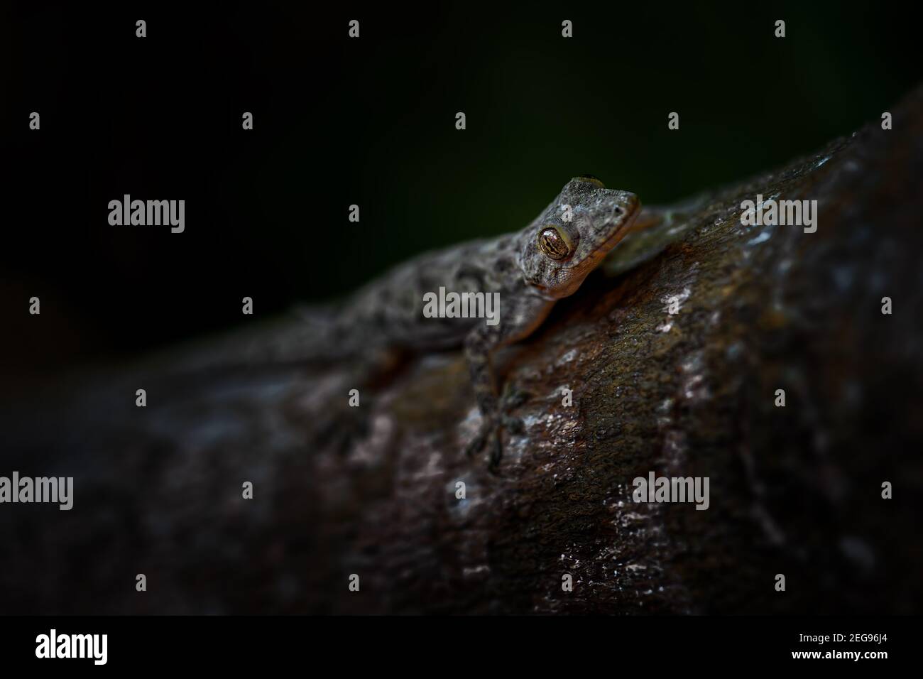 Afro-american House Gecko - Hemidactylus mabouia, beau lézard commun des maisons africaines, des bois et des jardins, Zanzibar, Tanzanie. Banque D'Images