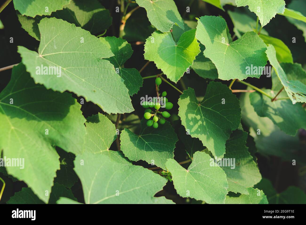 Raisins immatures croissant sur une vigne dense Banque D'Images