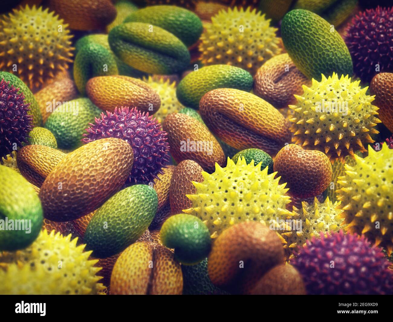 L'allergie au pollen est également connue sous le nom de rhume des foins ou de rhinite allergique. Banque D'Images