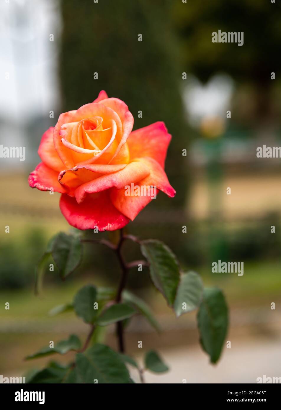 Incroyable rose orange dans le jardin Bagh-E-Bahu à Jammu - début du printemps! Banque D'Images