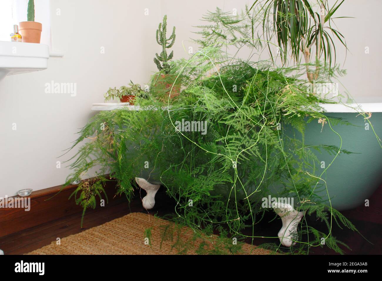Arroser le fond des plantes ménagères dans un bain. ROYAUME-UNI Banque D'Images