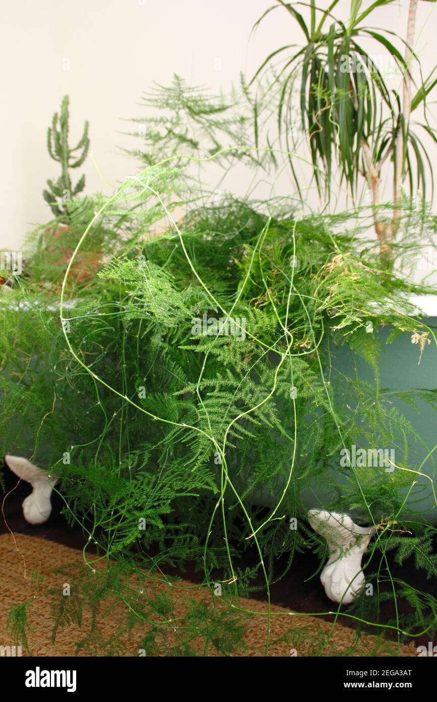 Arroser le fond des plantes ménagères dans un bain. ROYAUME-UNI Banque D'Images
