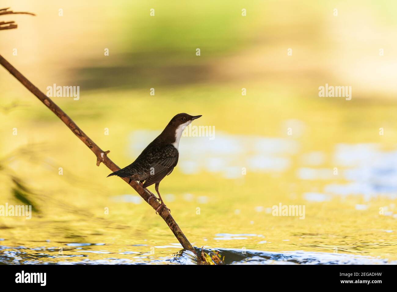 Dipper on the River Chew, Somerset, Royaume-Uni. Banque D'Images