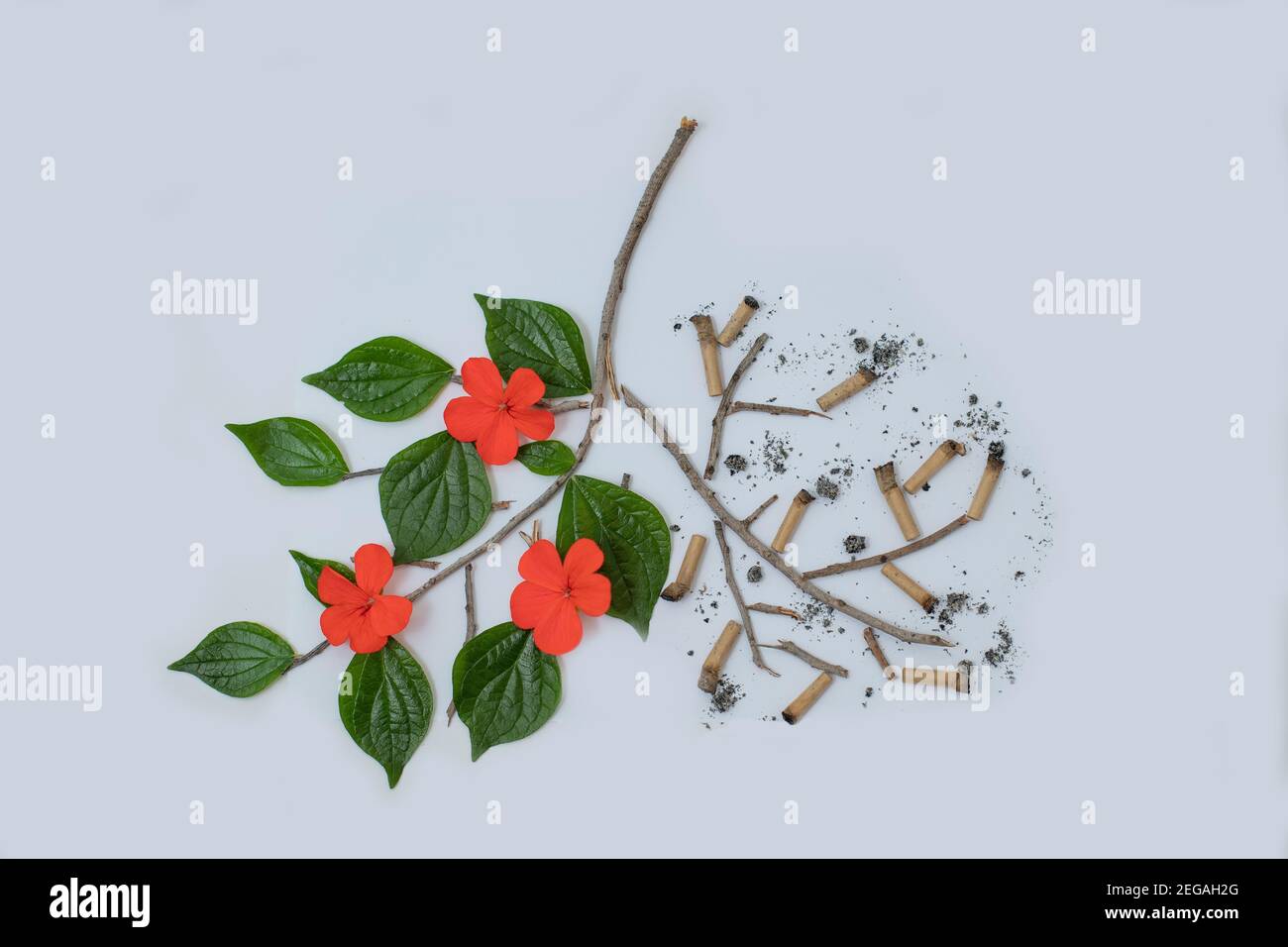 Concept des dangers du tabagisme. Poumons de fleurs et de cigarettes Banque D'Images