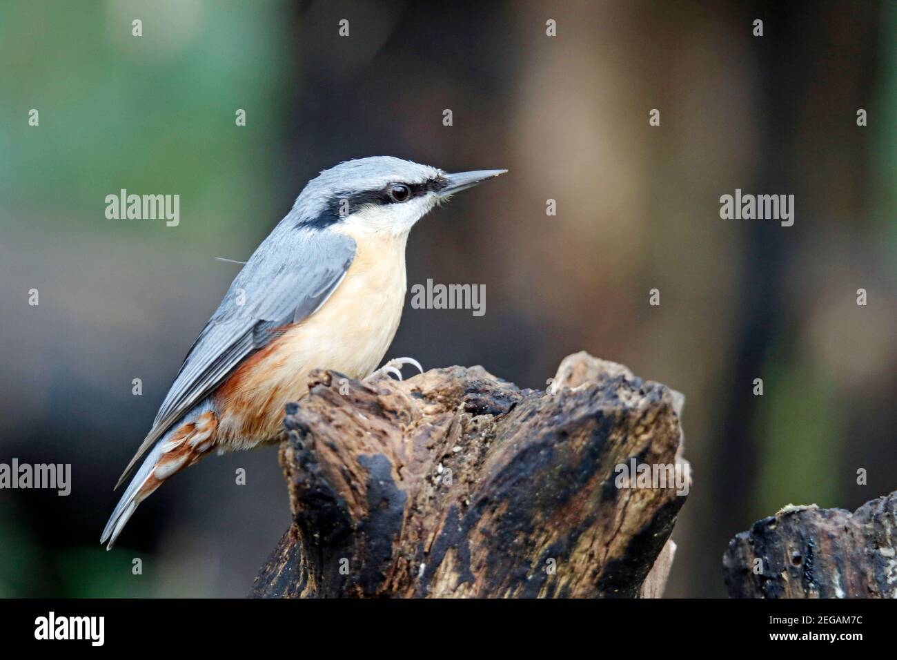 Nuthatch se nourrissant dans les bois Banque D'Images