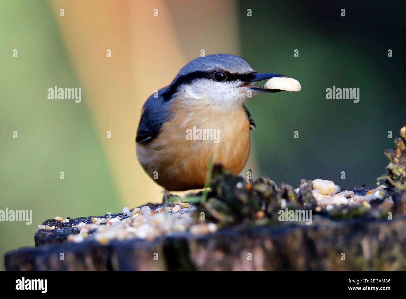 Nuthatch se nourrissant dans les bois Banque D'Images