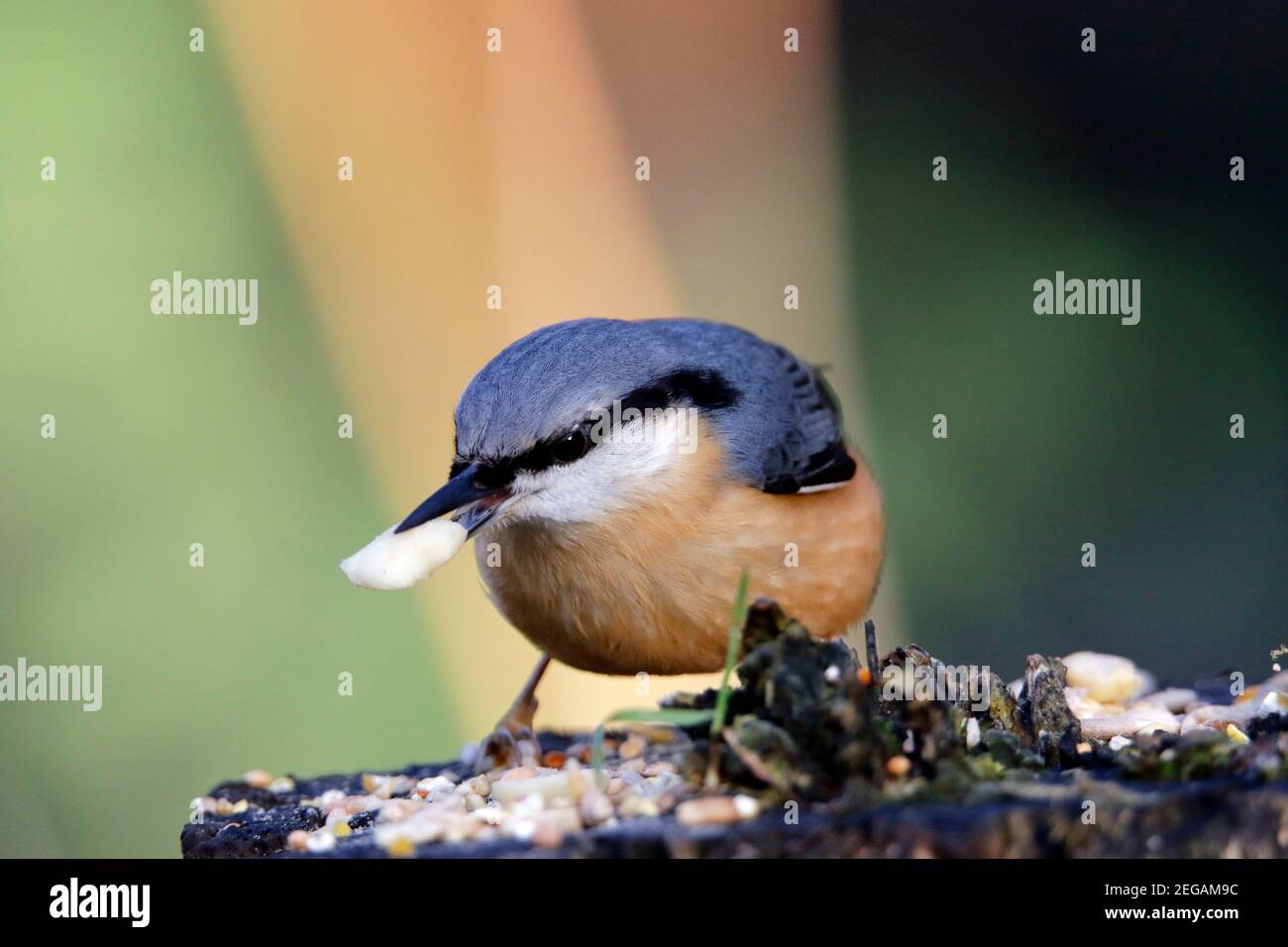 Nuthatch se nourrissant dans les bois Banque D'Images