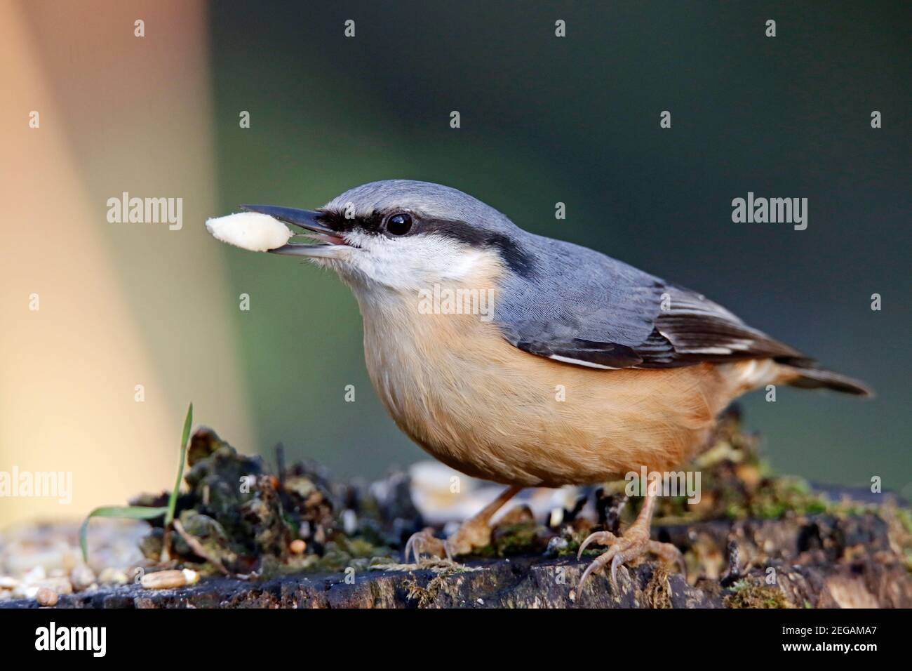Nuthatch se nourrissant dans les bois Banque D'Images