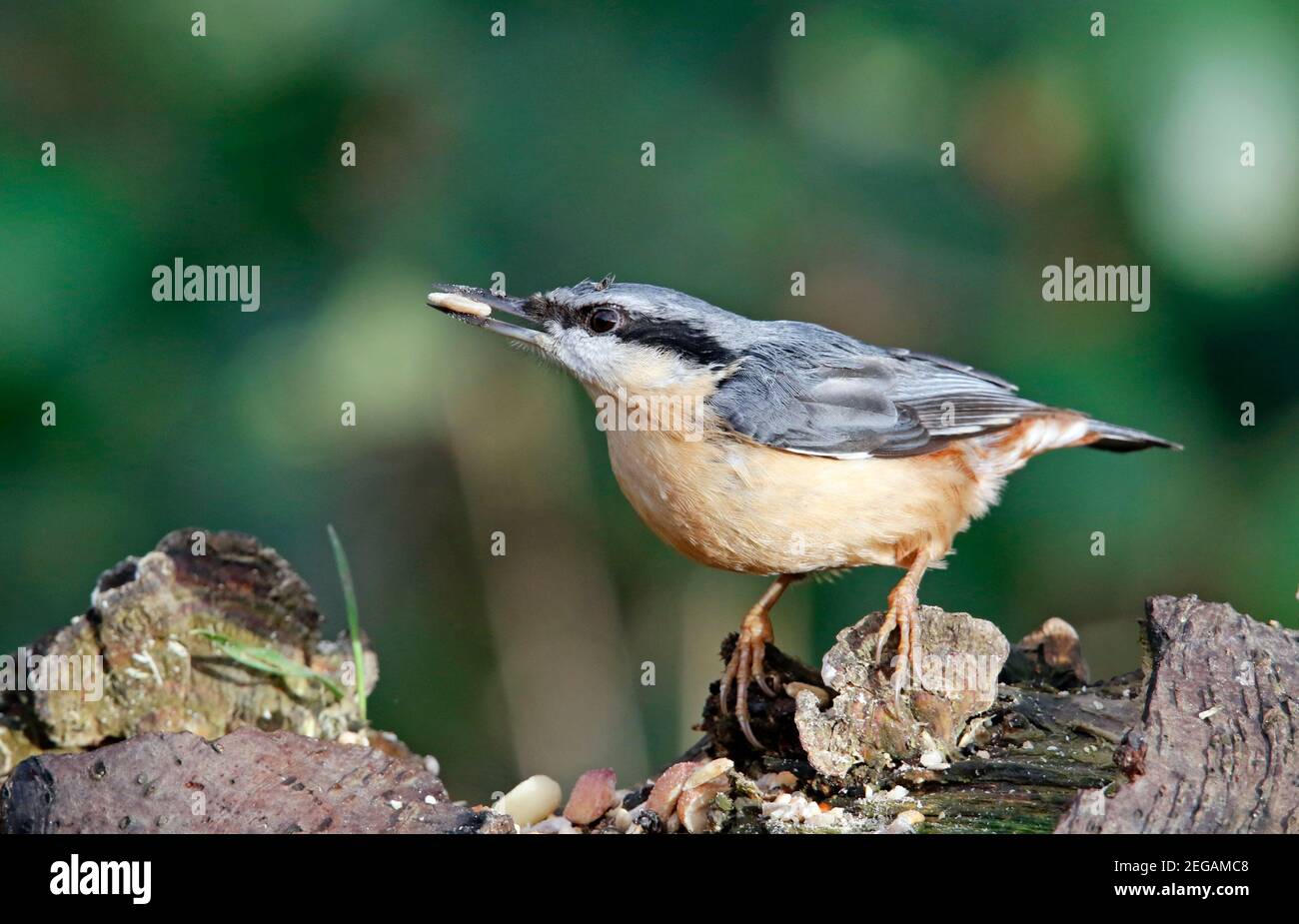 Nuthatch se nourrissant dans les bois Banque D'Images