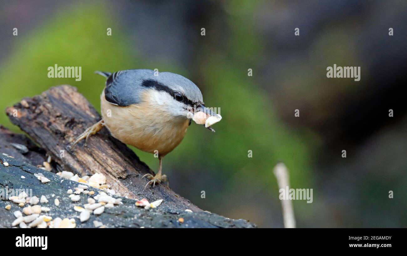 Nuthatch se nourrissant dans les bois Banque D'Images