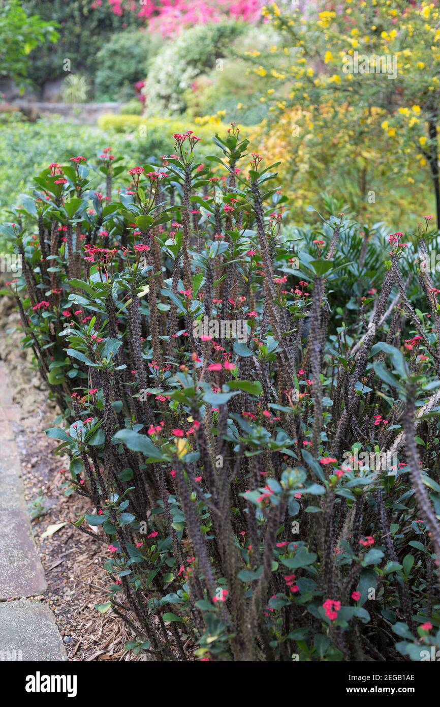 Plante de la couronne d'épines Banque de photographies et d’images à — free download