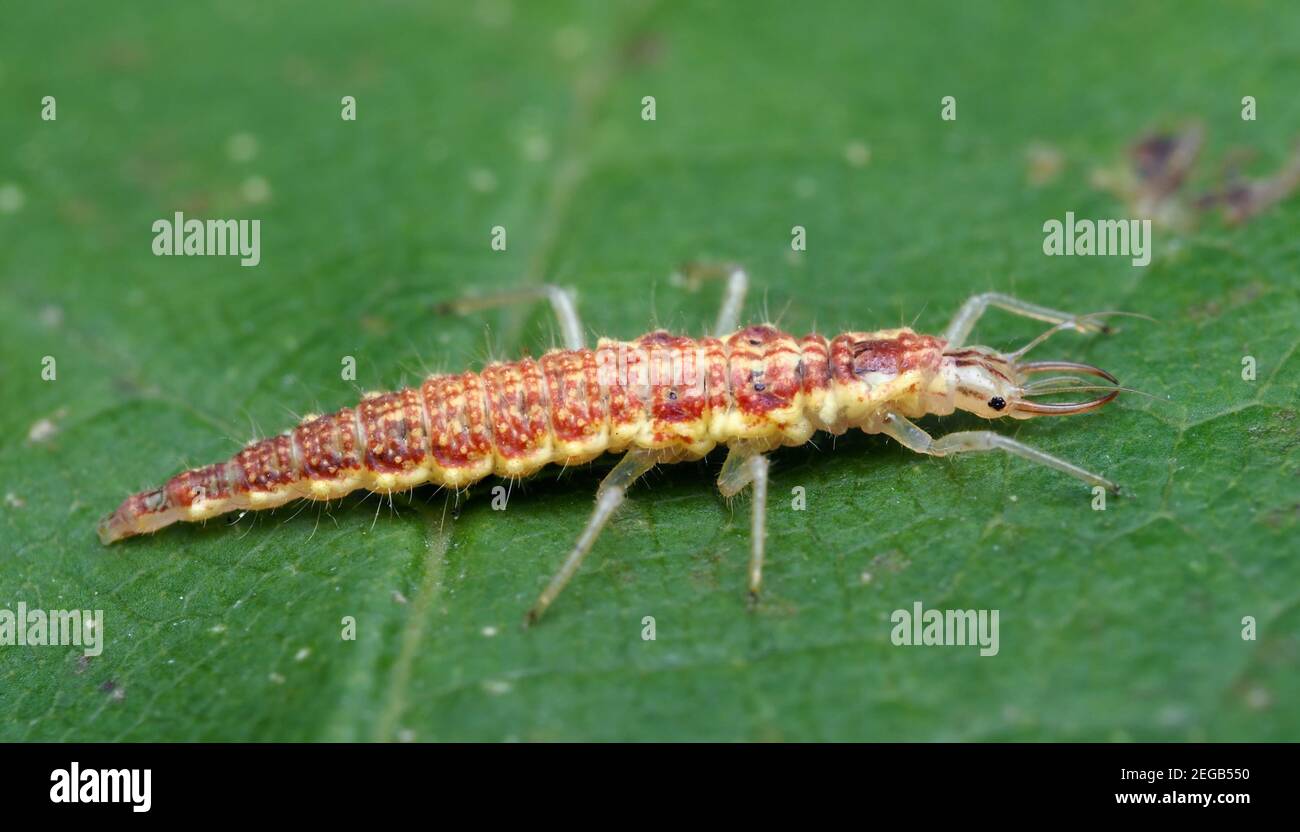 Larve de chrysope reposant sur feuille. Tipperary, Irlande Banque D'Images