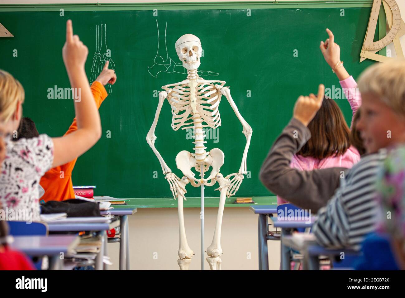 Enfants étudiant l'anatomie dans une classe scolaire Banque D'Images