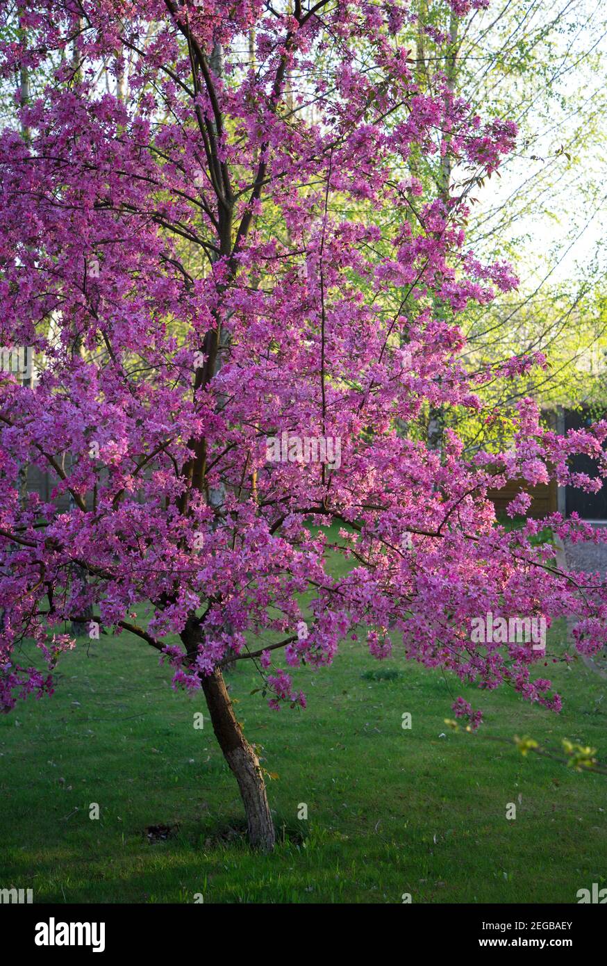 magnifique arbre de printemps rose fleuri avec beaucoup de fleurs. Romance, harmonie et beauté de la nature. Bonjour printemps. Couleurs complémentaires - rose et vert clair Banque D'Images