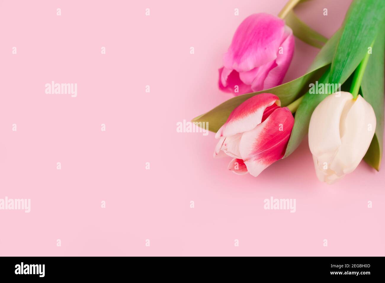 Bouquet de magnifiques tulipes colorées sur fond rose clair avec espace de copie pour le texte. Design pour carte de vœux - Fête des mères, Fête des femmes, 8 mars ou Banque D'Images