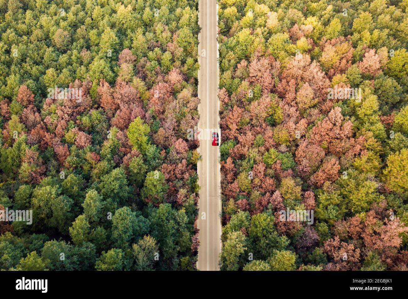 Vue d'en haut, vue aérienne stupéfiante d'une voiture rouge longeant une route flanquée d'une belle forêt. Sardaigne, Italie. Banque D'Images