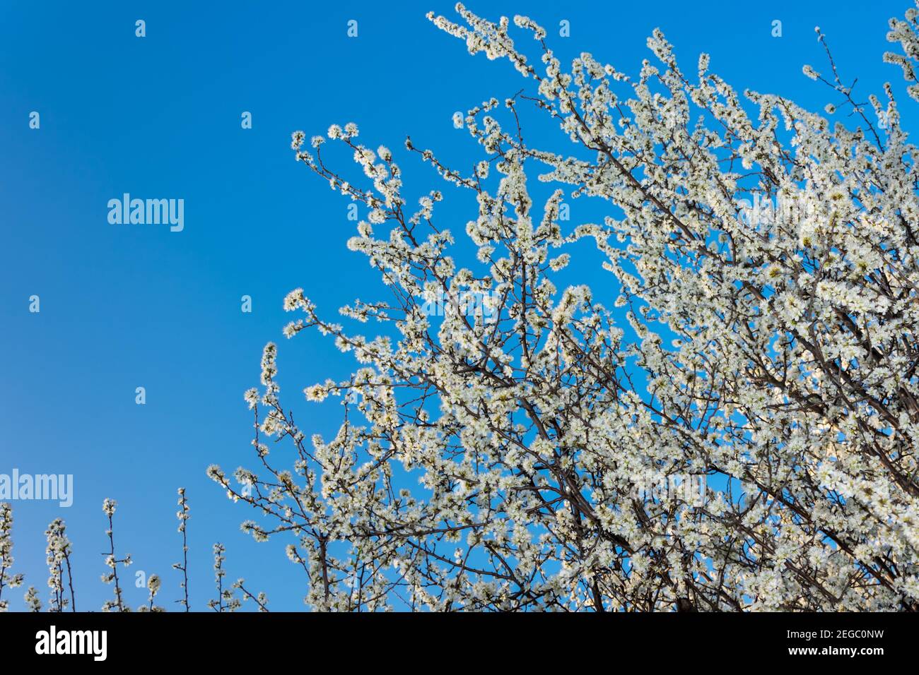 buisson noir à fleur blanche sur ciel bleu de printemps. Copier l'espace Banque D'Images