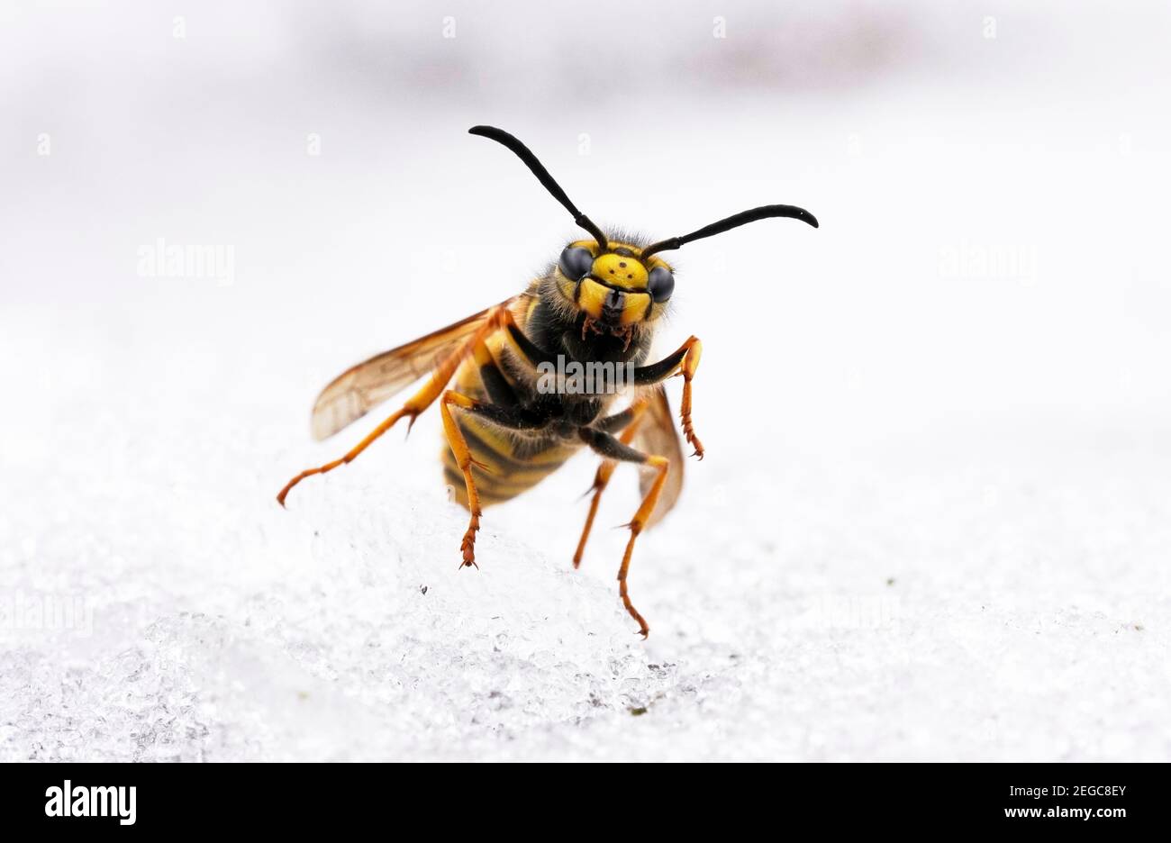 Gros plan d'une guêpe dans la neige Banque D'Images