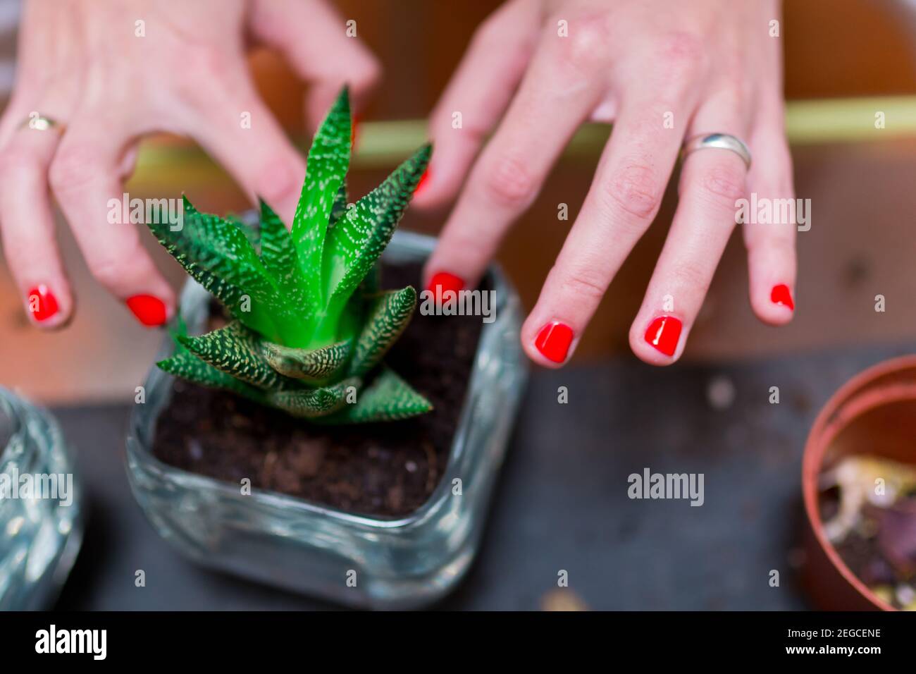 Créoles ouvertes Les Georgettes Fleur de Cactus Collection Les Cadettes