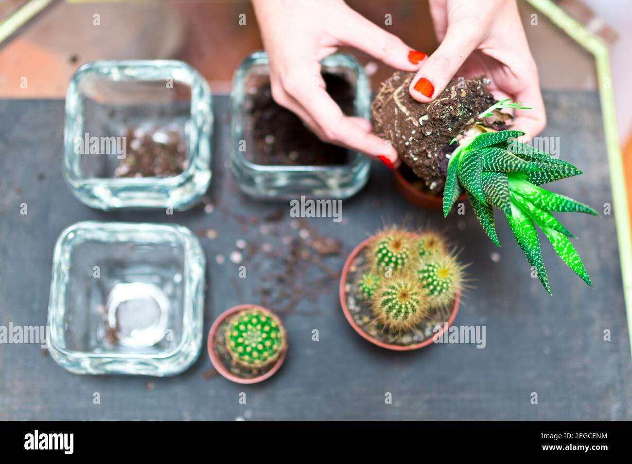 les mains de la femme transplantant un cactus qui a grandi dans un nouveau pot de verre. greffe de mini cactus et de succulents (haworthla fasciata). jardinage et Banque D'Images