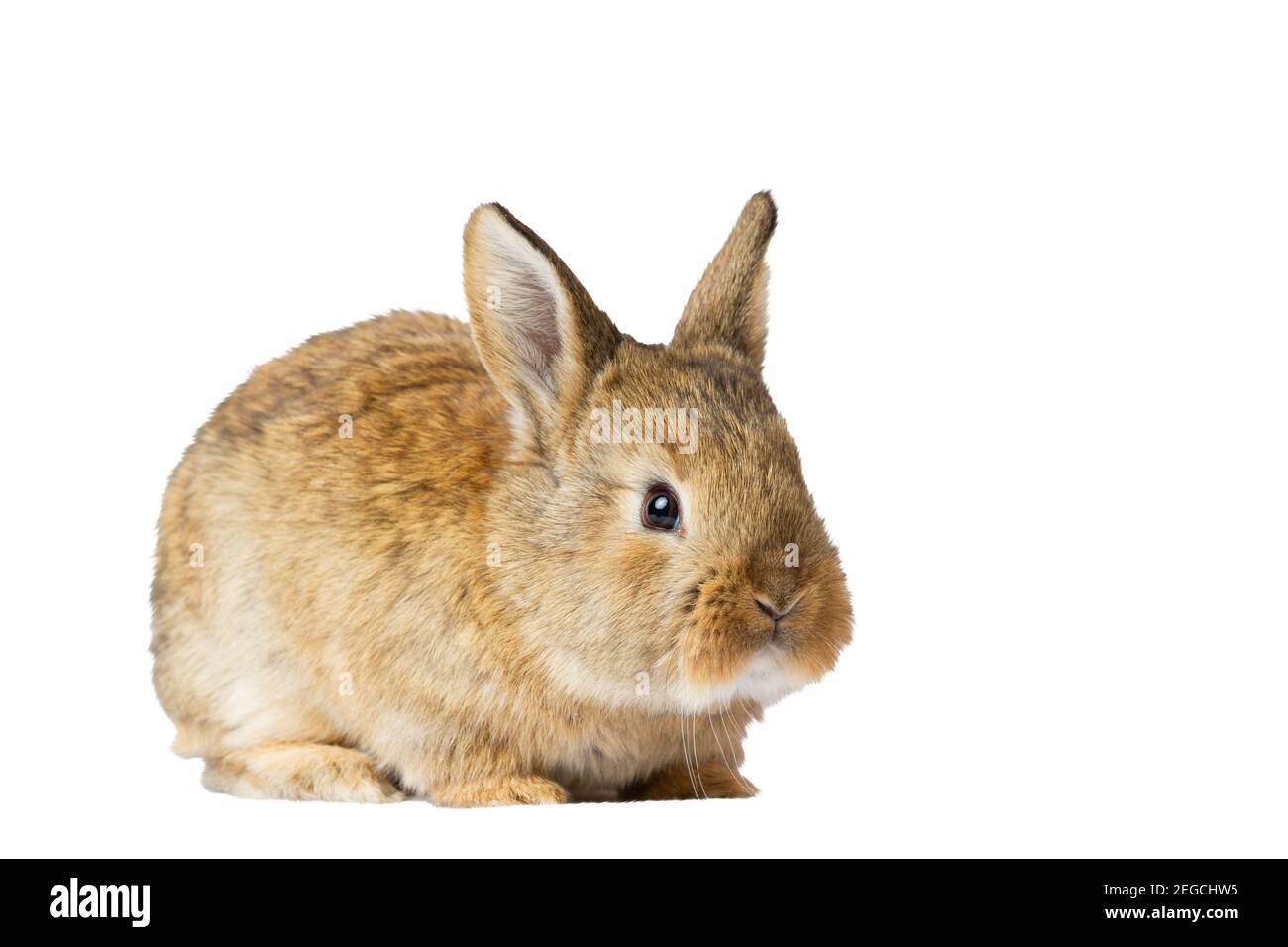 Lapin Gris isolé sur fond blanc Banque D'Images