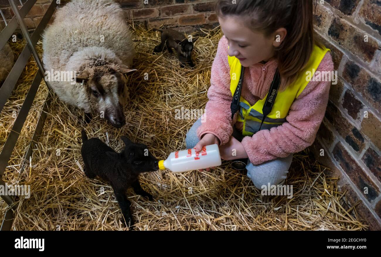 East Lothian, Écosse, Royaume-Uni, 18 février 2021. Nourrir des agneaux nouveau-nés : Zoe Shepherd, un élève de l'école primaire âgé de 10 ans, aide à nourrir un agneau de mouton Shetland. Elle travaille sur un projet de scolarisation à la maison à l'école primaire Aberlady sur la nature ainsi apporté son appareil photo pour prendre des photos des agneaux Banque D'Images