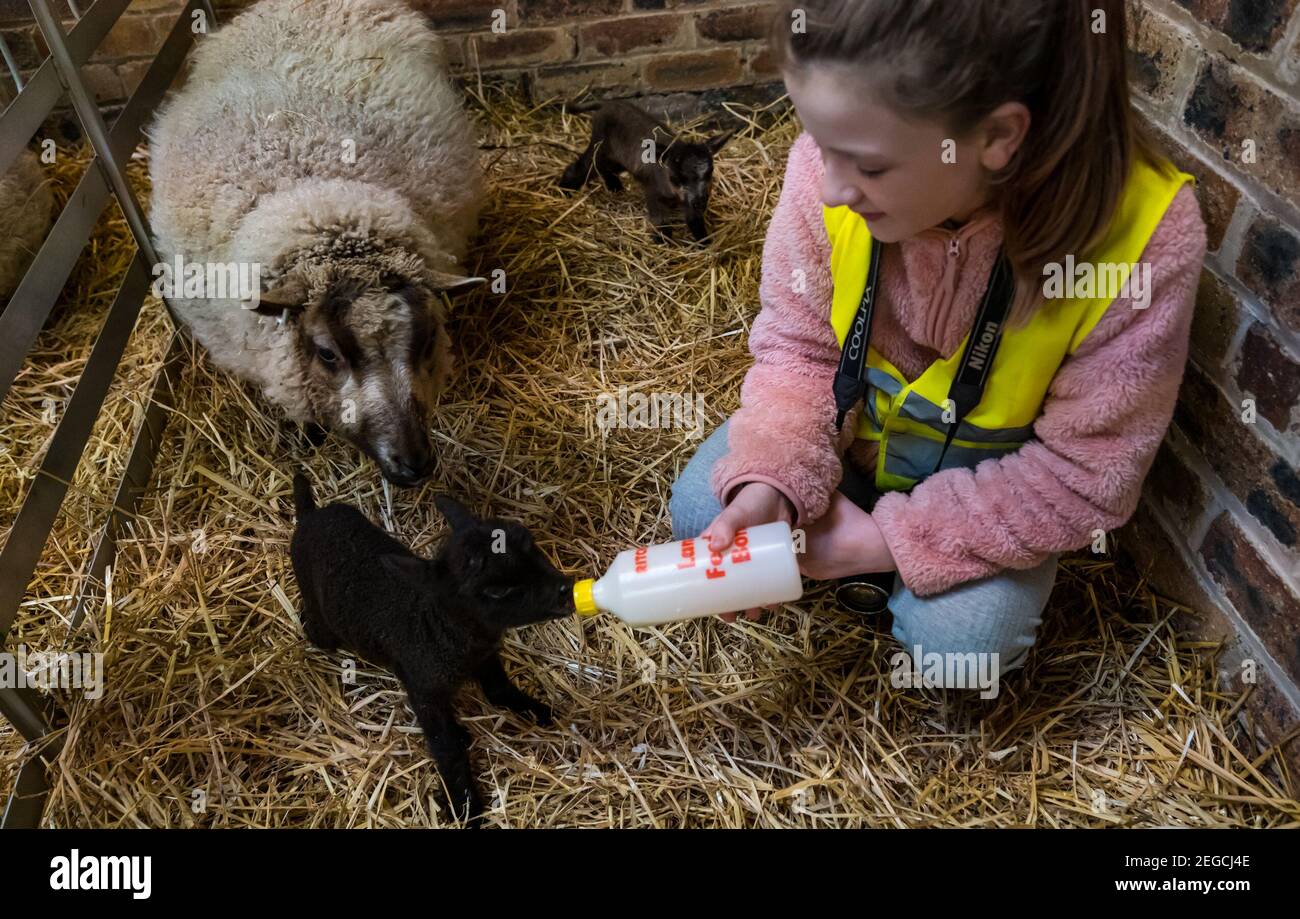 East Lothian, Écosse, Royaume-Uni, 18 février 2021. Nourrir des agneaux nouveau-nés : Zoe Shepherd, un élève de l'école primaire âgé de 10 ans, aide à nourrir un agneau de mouton Shetland. Elle travaille sur un projet de scolarisation à la maison à l'école primaire Aberlady sur la nature ainsi apporté son appareil photo pour prendre des photos des agneaux Banque D'Images