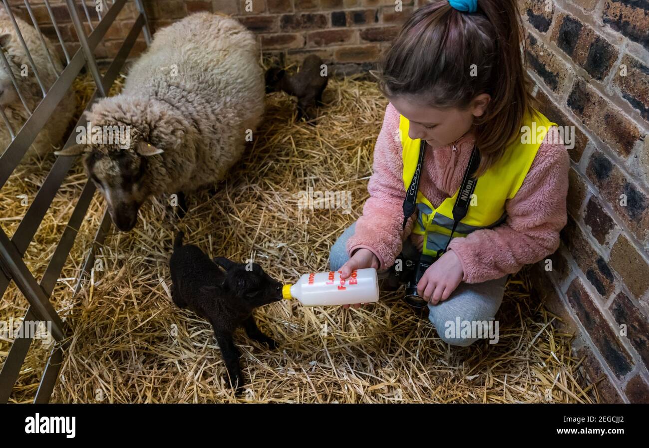 East Lothian, Écosse, Royaume-Uni, 18 février 2021. Nourrir des agneaux nouveau-nés : Zoe Shepherd, un élève de l'école primaire âgé de 10 ans, aide à nourrir un agneau de mouton Shetland. Elle travaille sur un projet de scolarisation à la maison à l'école primaire Aberlady sur la nature ainsi apporté son appareil photo pour prendre des photos des agneaux Banque D'Images