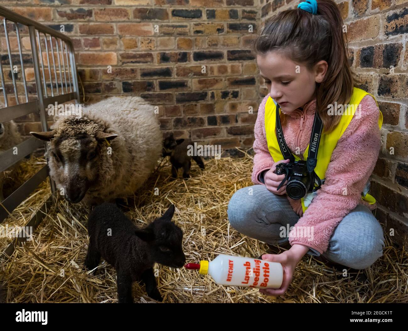 East Lothian, Écosse, Royaume-Uni, 18 février 2021. Nourrir des agneaux nouveau-nés : Zoe Shepherd, un élève de l'école primaire âgé de 10 ans, aide à nourrir un agneau de mouton Shetland. Elle travaille sur un projet de scolarisation à la maison à l'école primaire Aberlady sur la nature ainsi apporté son appareil photo pour prendre des photos des agneaux Banque D'Images