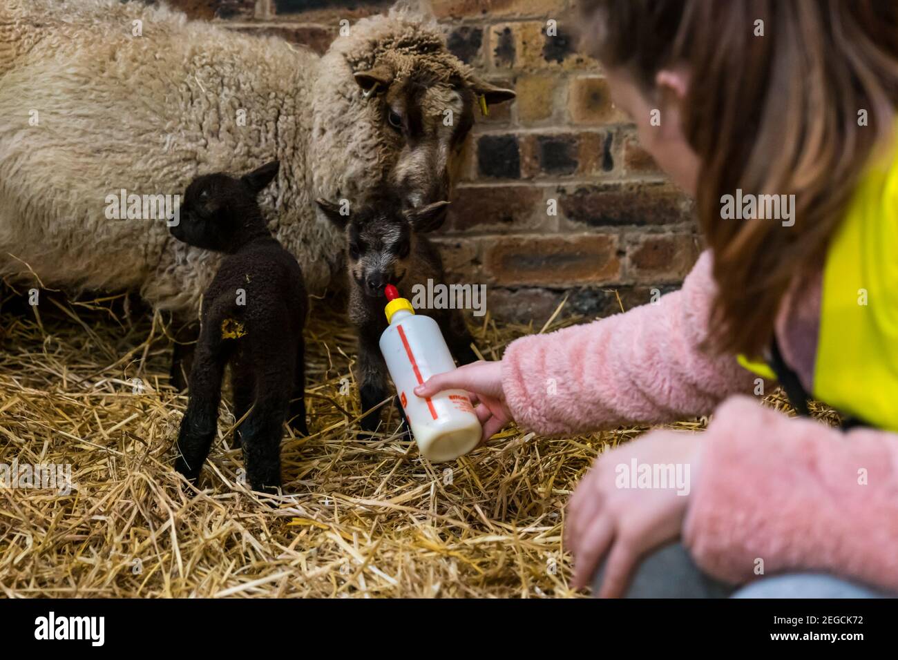 East Lothian, Écosse, Royaume-Uni, 18 février 2021. Nourrir des agneaux nouveau-nés : Zoe Shepherd, un élève de l'école primaire âgé de 10 ans, aide à nourrir un agneau de mouton Shetland. Elle travaille sur un projet de scolarisation à la maison à l'école primaire Aberlady sur la nature ainsi apporté son appareil photo pour prendre des photos des agneaux Banque D'Images