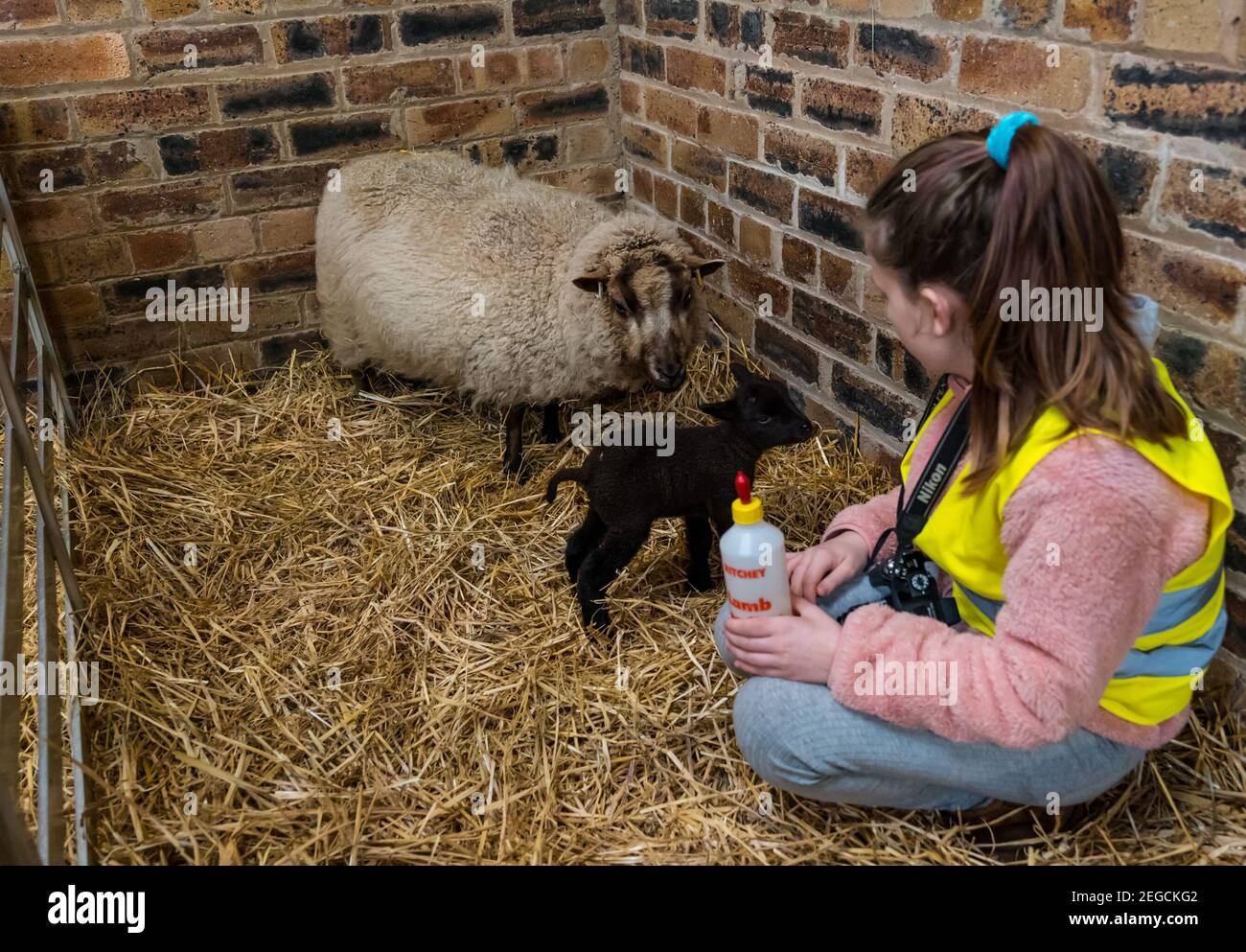East Lothian, Écosse, Royaume-Uni, 18 février 2021. Nourrir des agneaux nouveau-nés : Zoe Shepherd, un élève de l'école primaire âgé de 10 ans, aide à nourrir un agneau de mouton Shetland. Elle travaille sur un projet de scolarisation à la maison à l'école primaire Aberlady sur la nature ainsi apporté son appareil photo pour prendre des photos des agneaux Banque D'Images