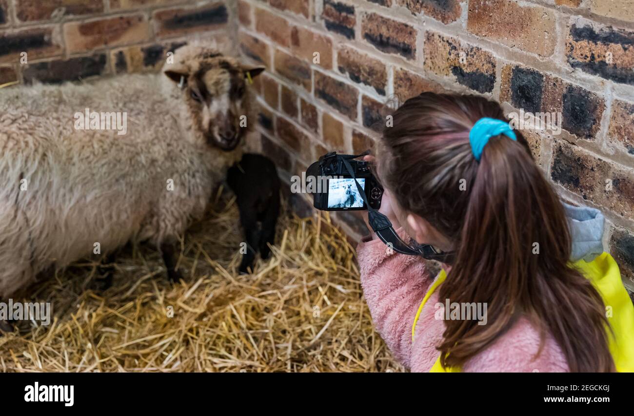East Lothian, Écosse, Royaume-Uni, 18 février 2021. Nourrir des agneaux nouveau-nés : Zoe Shepherd, un élève de l'école primaire âgé de 10 ans, aide à nourrir un agneau de mouton Shetland. Elle travaille sur un projet de scolarisation à domicile à l'école primaire Aberlady sur la nature et prend une photo des agneaux Banque D'Images