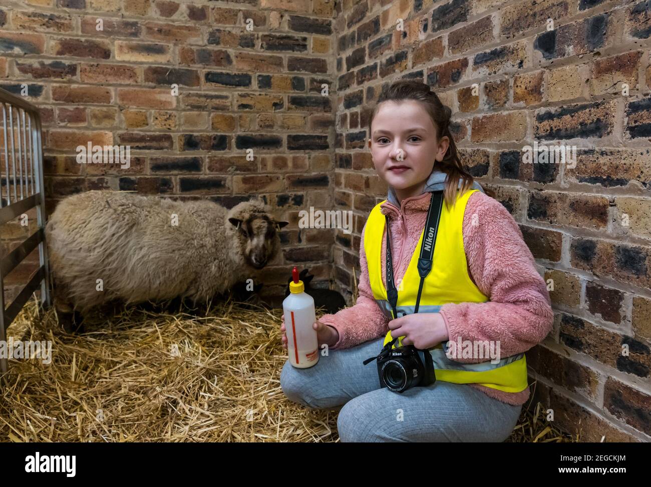East Lothian, Écosse, Royaume-Uni, 18 février 2021. Nourrir des agneaux nouveau-nés : Zoe Shepherd, un élève de l'école primaire âgé de 10 ans, aide à nourrir un agneau de mouton Shetland. Elle travaille sur un projet de scolarisation à la maison à l'école primaire Aberlady sur la nature ainsi apporté son appareil photo pour prendre des photos des agneaux Banque D'Images
