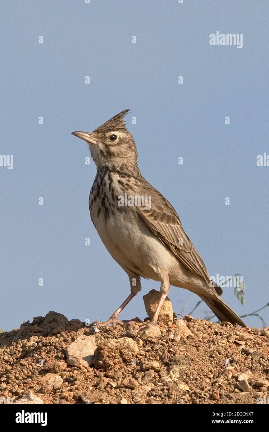 Lark à crête (Galerida cristata Banque D'Images