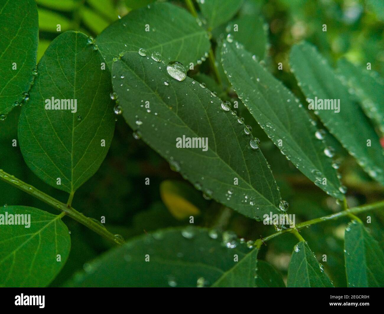 Petites gouttes de rosée du matin sur une petite feuille Banque D'Images