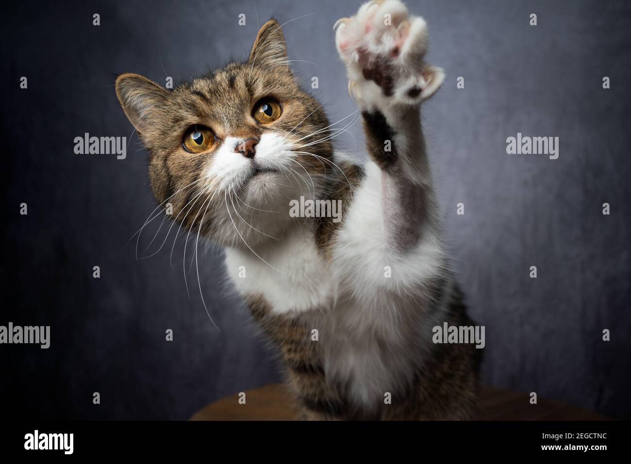 curieux tabby blanc british shorthair chat haussant patte atteignant pour en-cas Banque D'Images