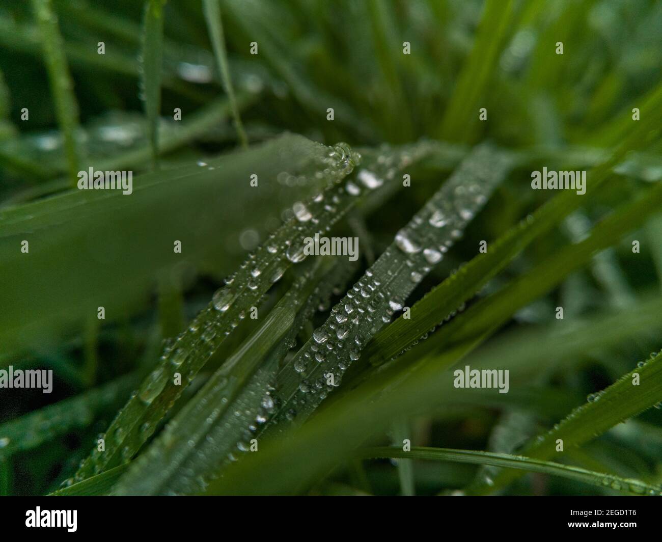 Petites gouttes de rosée du matin sur les lames d'herbe Banque D'Images