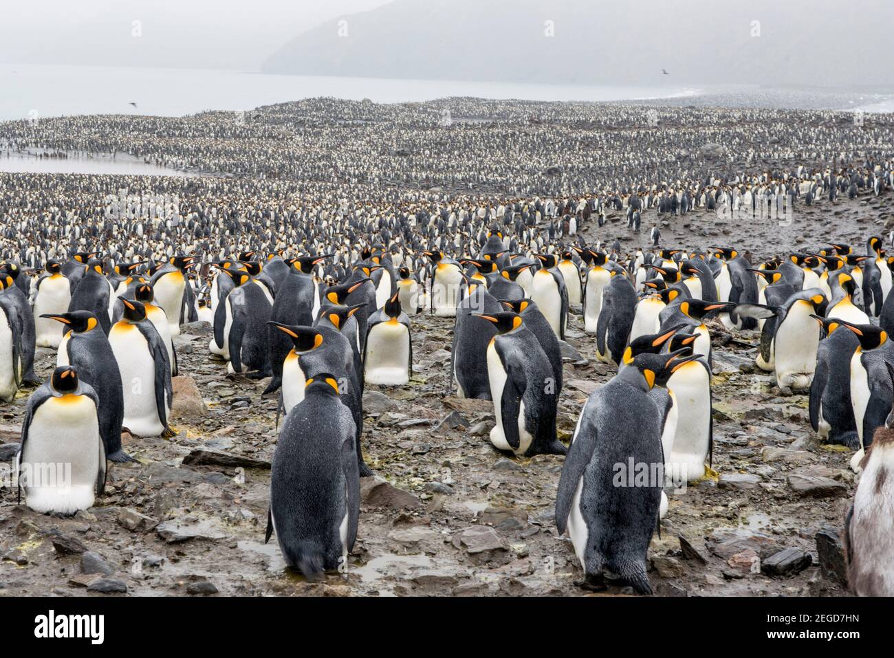 Penguins du roi, Aptenodytes patagonicus, baie de St Anderws, Antarctique de Géorgie du Sud Banque D'Images