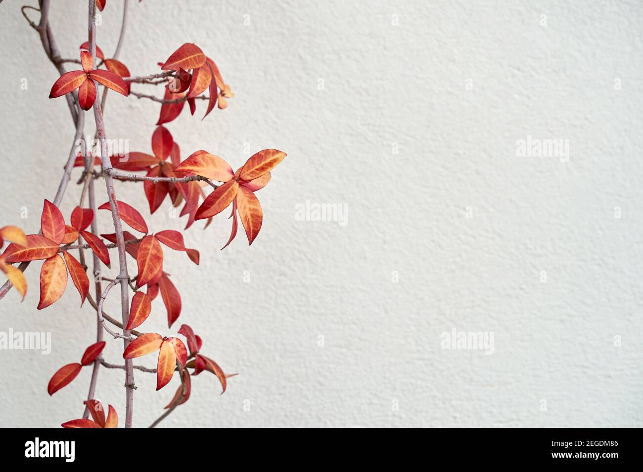 Des feuilles rouges et orange et des vieilles branches brunes plantent sur la texture de la paroi grise Banque D'Images