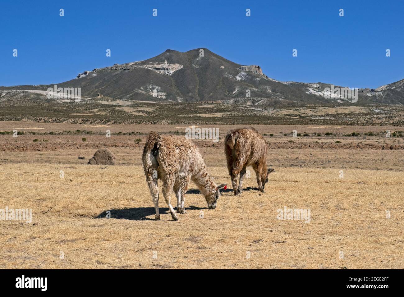 Lamas (lama glama) paître sur le haut plateau de l'Altiplano, département de Potosí, Bolivie Banque D'Images