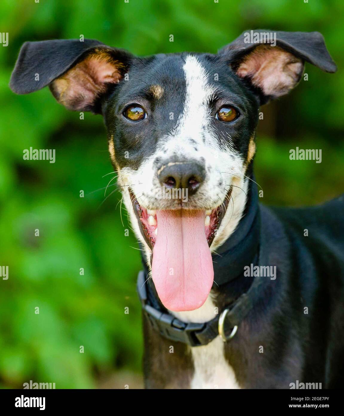 Chien heureux est un mignon chien excité avec sa langue sortir de sa bouche et un grand sourire sur son visage. Banque D'Images